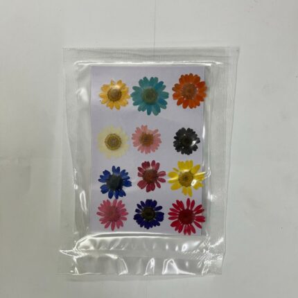 Mixed Pressed Daisy Flower