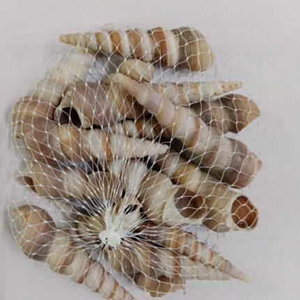 Decorative Pointed Sea Shells