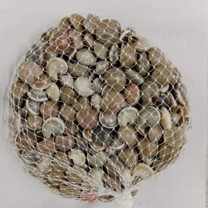 Decorative Mix Sea Shells