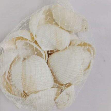 Decorative White Sea Shells